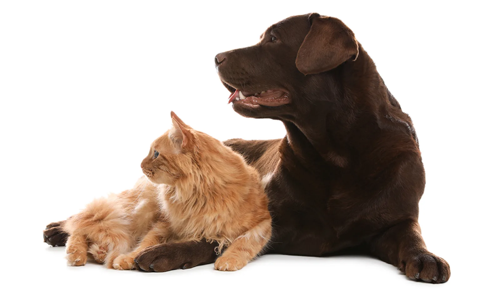 Dog and cat laying together looking to the left in white background
